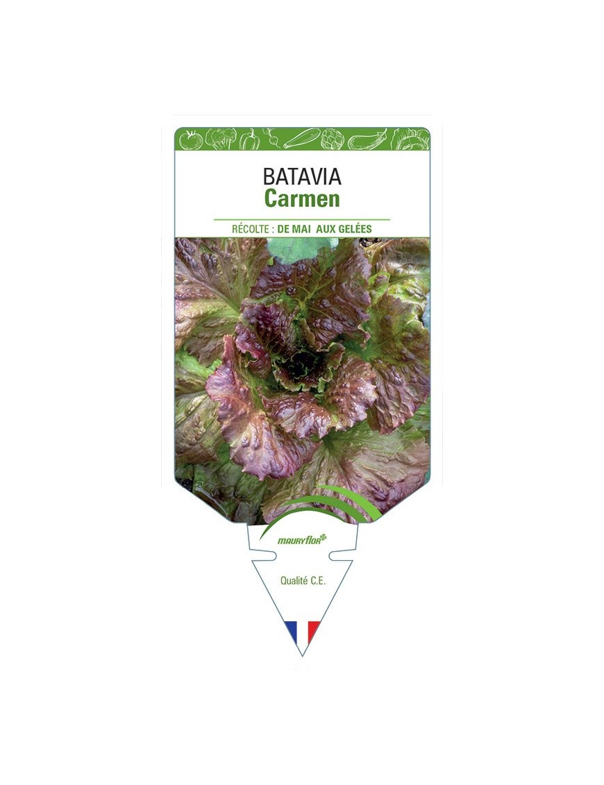 (LAITUE) BATAVIA CARMEN