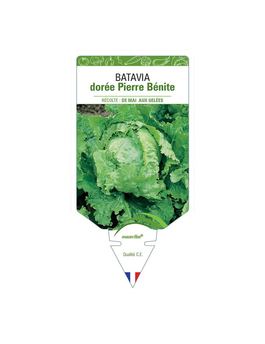 (LAITUE) BATAVIA DORÉE PIERRE BÉNITE