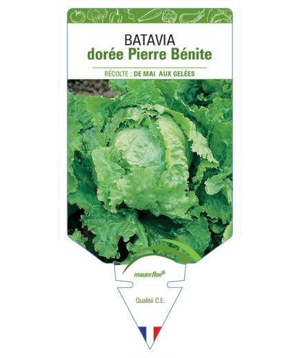 (LAITUE) BATAVIA DORÉE PIERRE BÉNITE