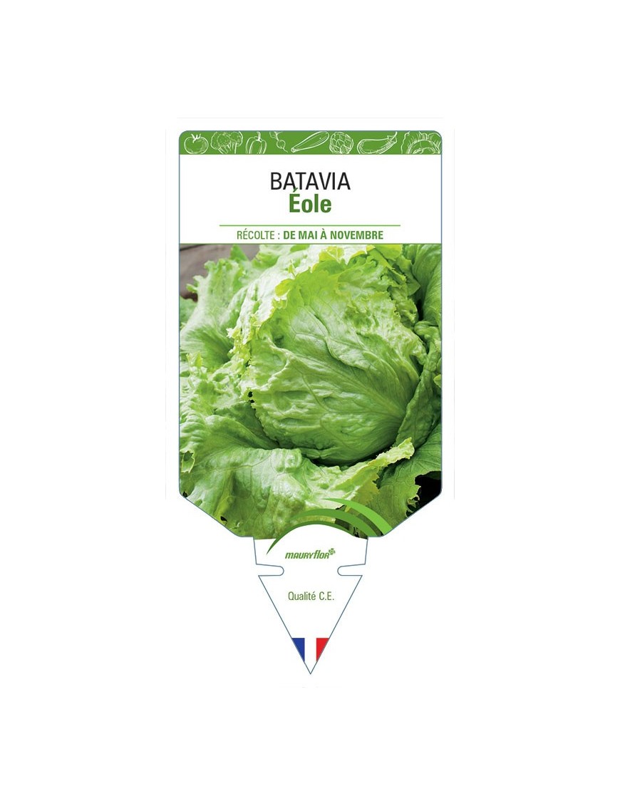 (LAITUE) BATAVIA EOLE