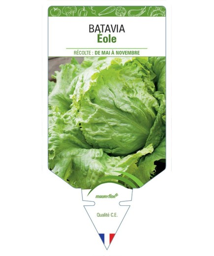 (LAITUE) BATAVIA EOLE