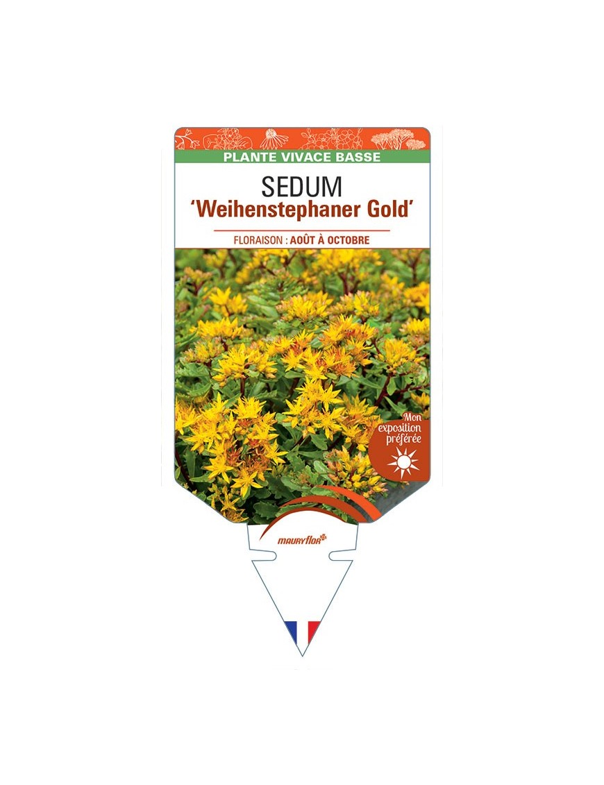 SEDUM (floriferum) 'Weihenstephaner Gold' *