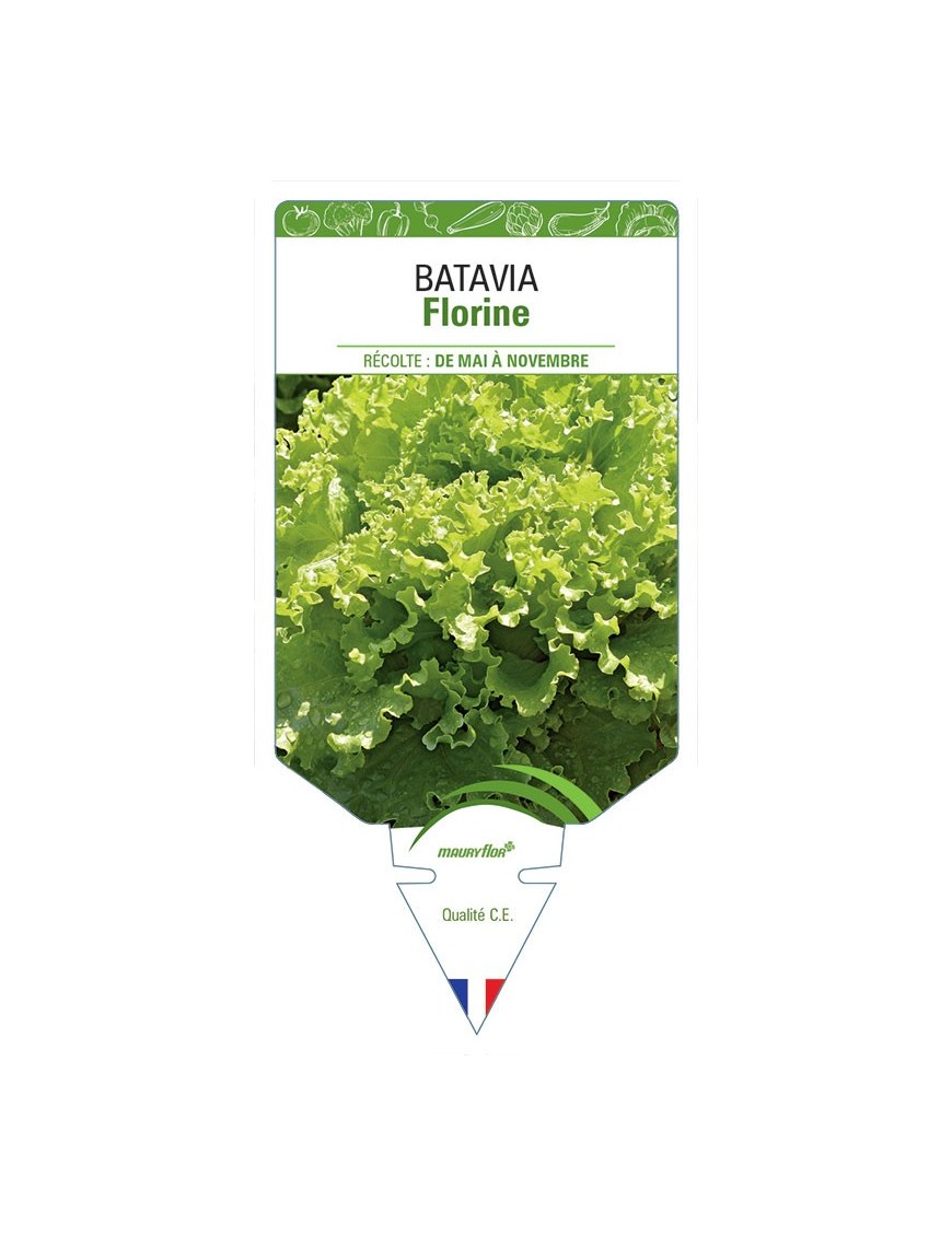 (LAITUE) BATAVIA FLORINE