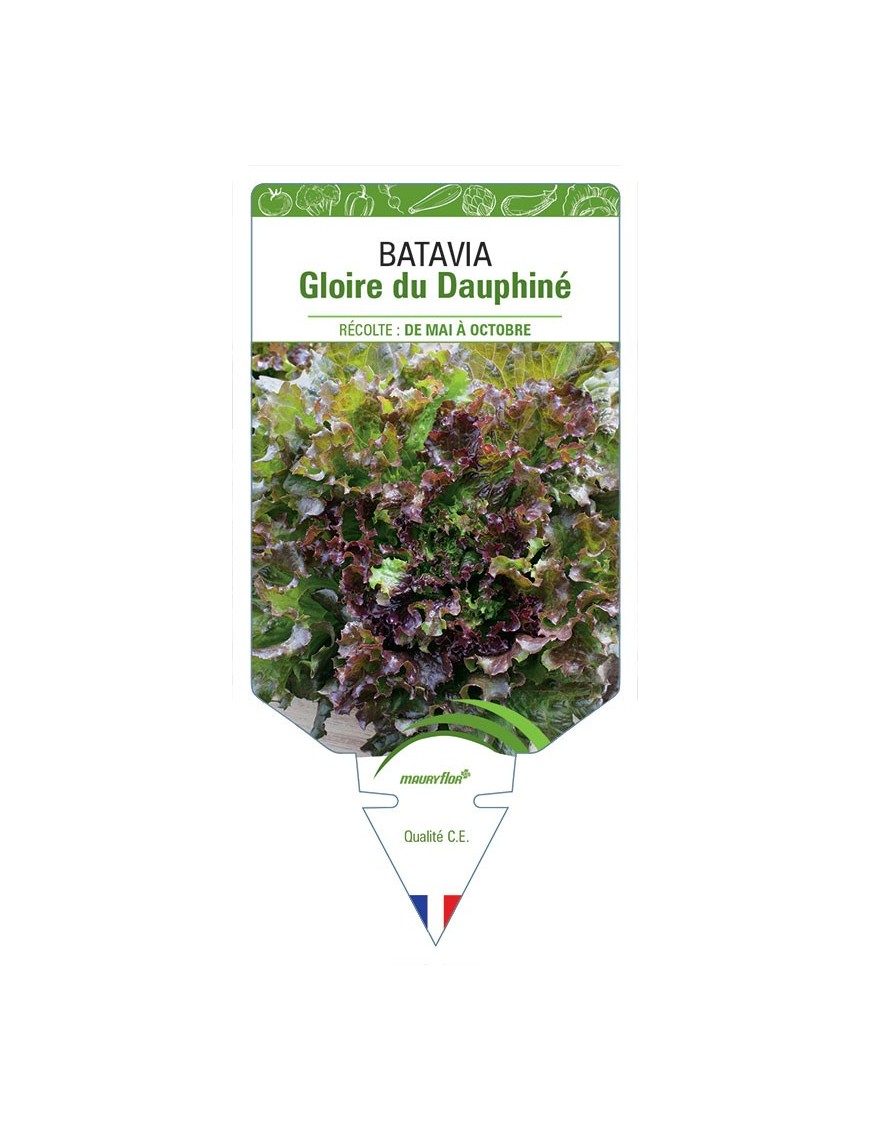 (LAITUE) BATAVIA GLOIRE DU DAUPHINÉ