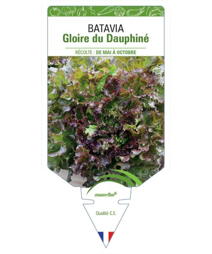 (LAITUE) BATAVIA GLOIRE DU DAUPHINÉ