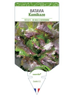 (LAITUE) BATAVIA KAMIKAZE