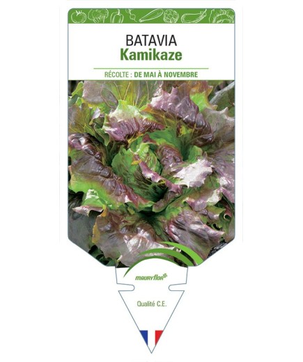 (LAITUE) BATAVIA KAMIKAZE