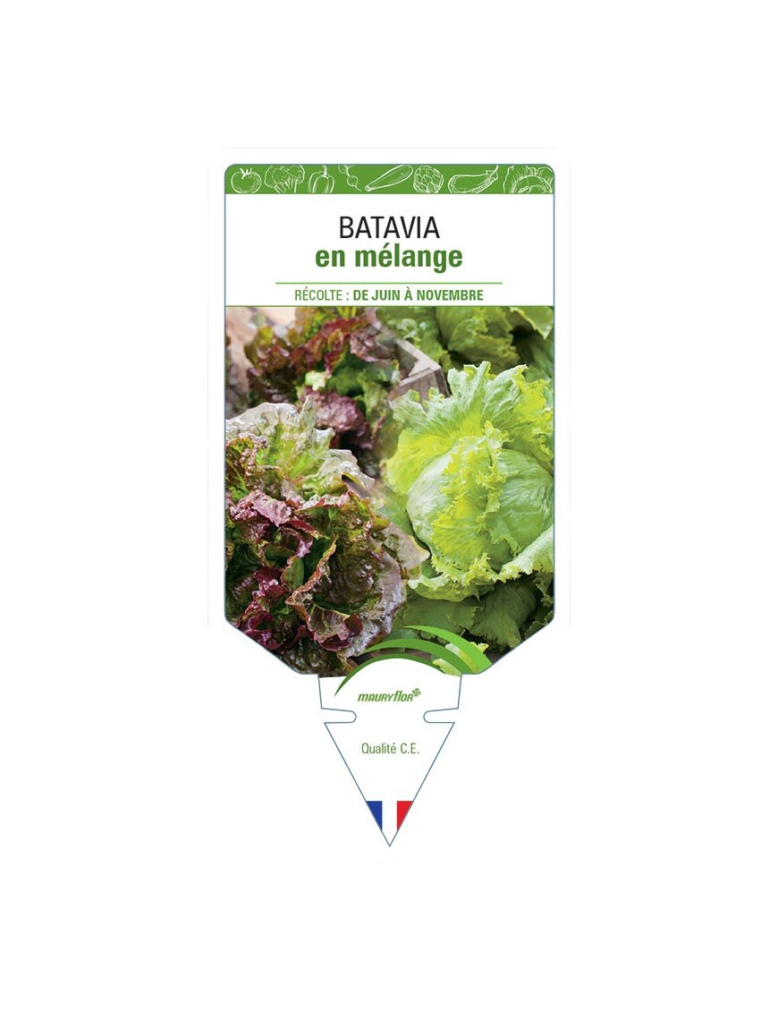 (LAITUE) BATAVIA EN MÉLANGE