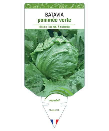 (LAITUE) BATAVIA POMMÉE VERTE