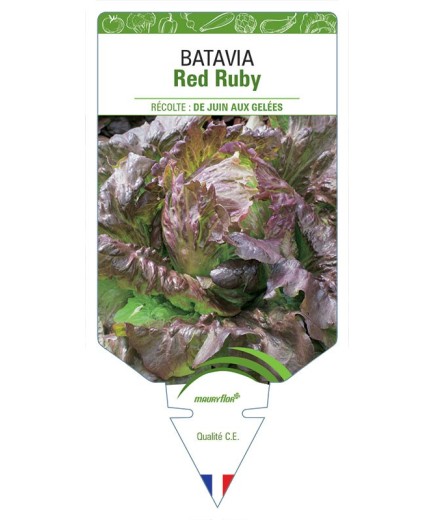 (LAITUE) BATAVIA RED RUBY