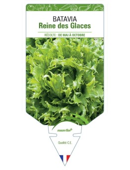 (LAITUE) BATAVIA REINE DES GLACES