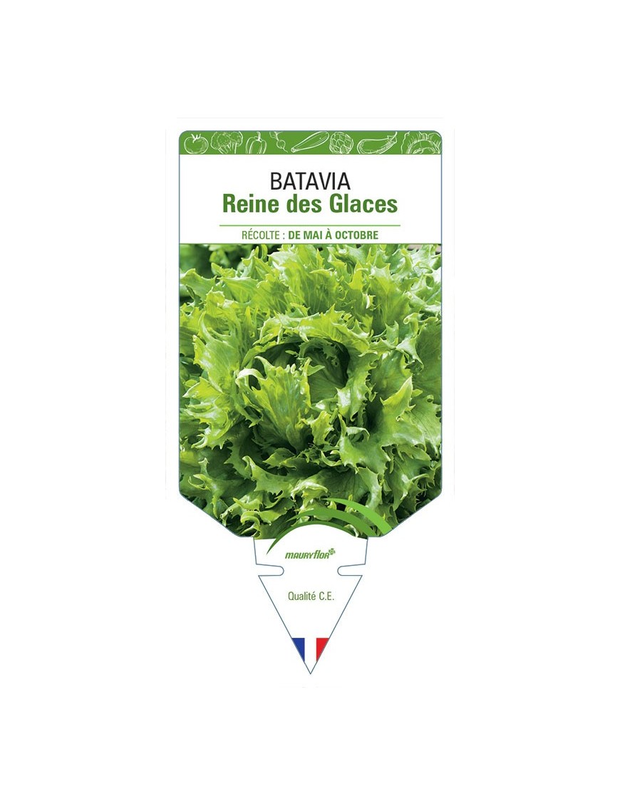 (LAITUE) BATAVIA REINE DES GLACES