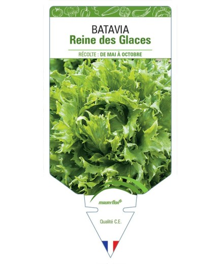 (LAITUE) BATAVIA REINE DES GLACES
