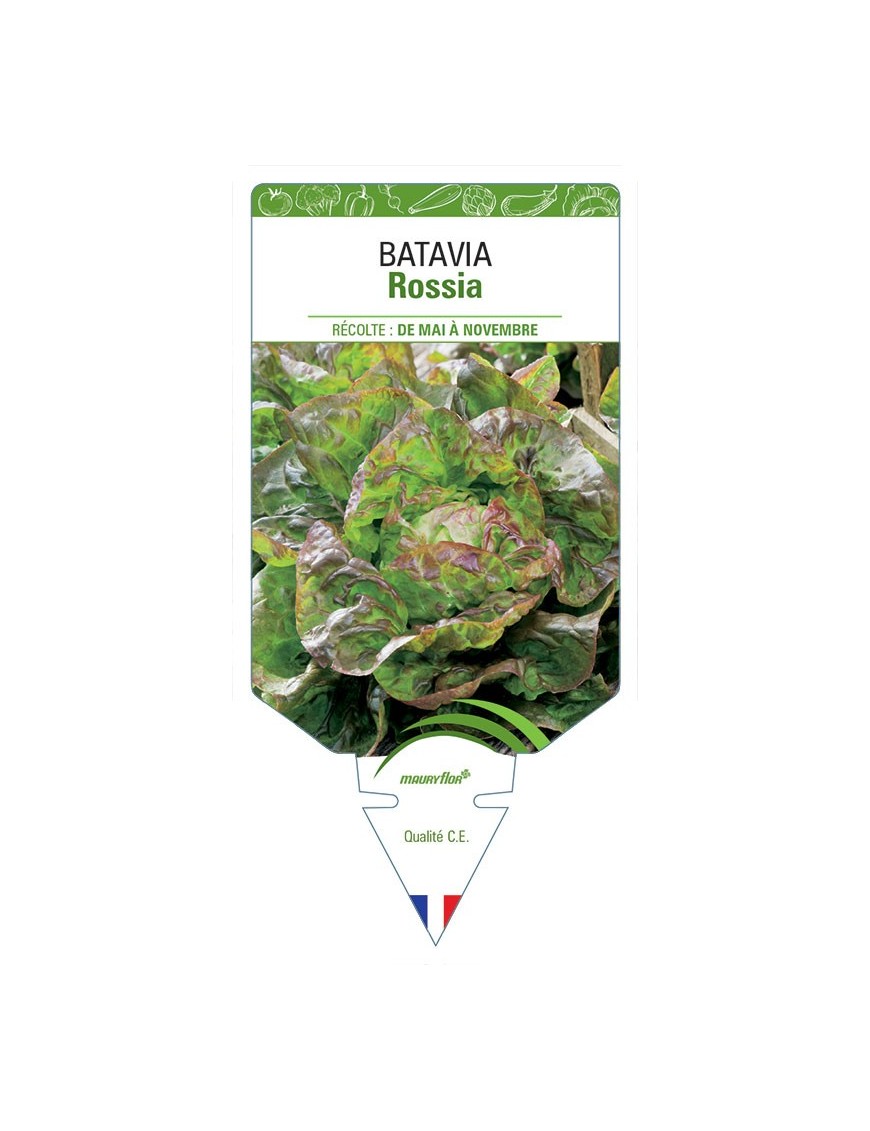 (LAITUE) BATAVIA ROSSIA