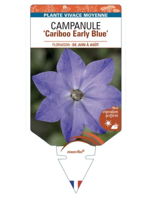 CAMPANULE Cariboo Early Blue