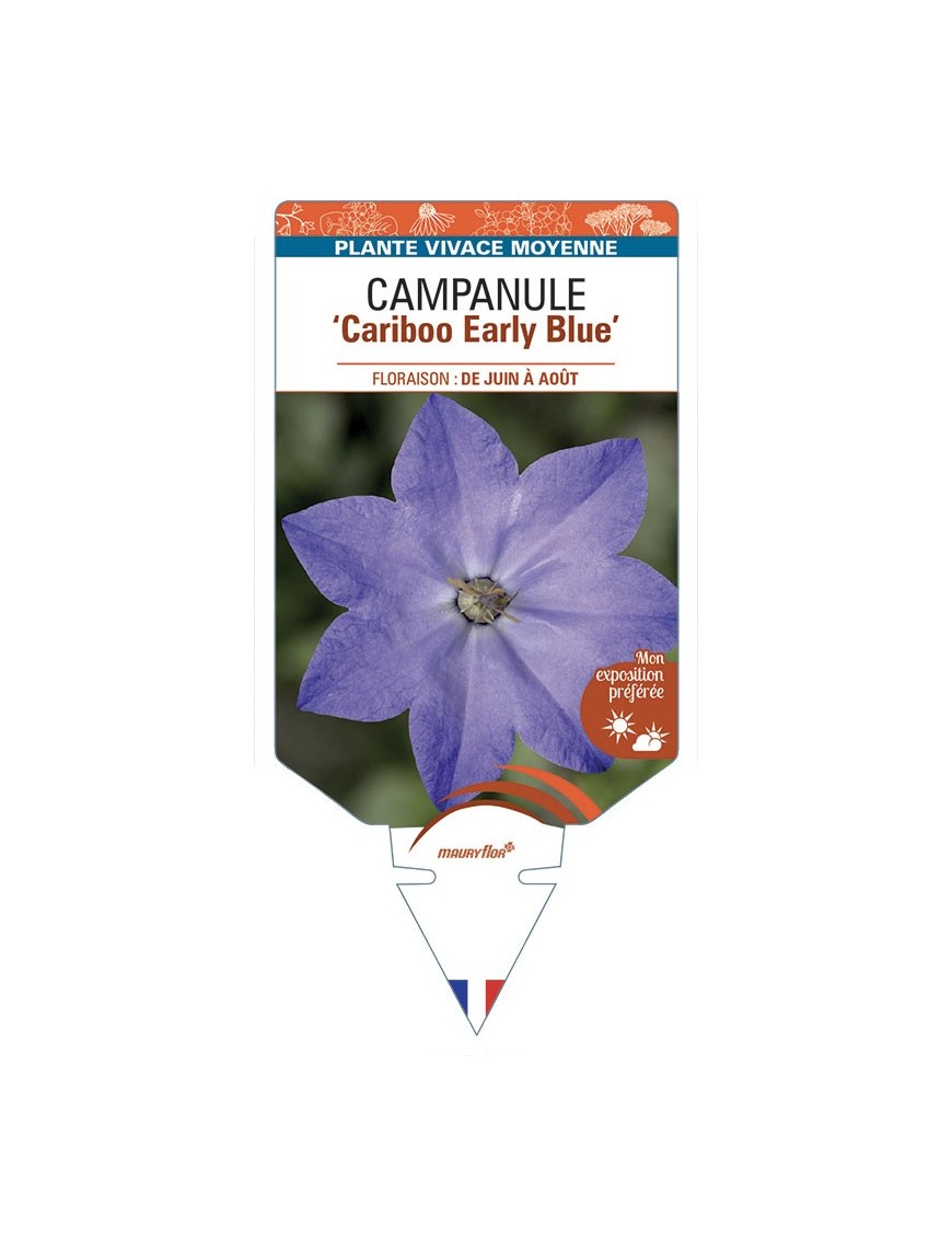 CAMPANULE Cariboo Early Blue
