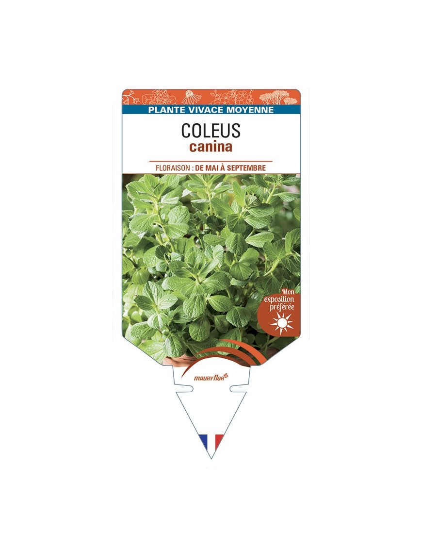 COLEUS canina