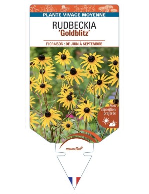 Rudbeckia (fulgida) Goldblitz