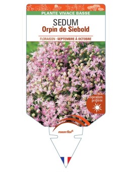 SEDUM (sieboldii) Orpin de Siebold (rose) *