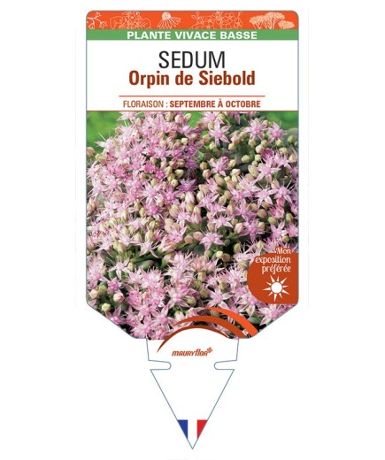 SEDUM (sieboldii) Orpin de Siebold (rose) *