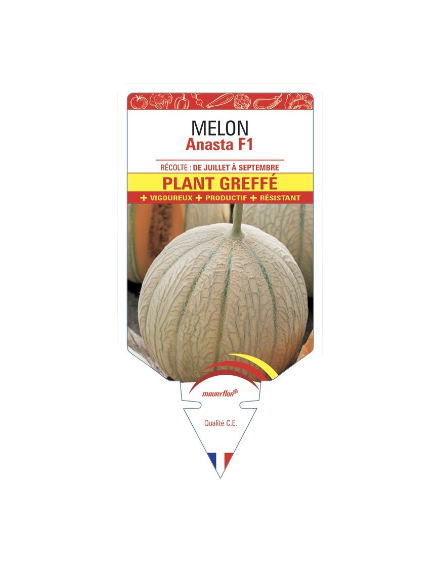 Melon Anasta F1 Plan greffé