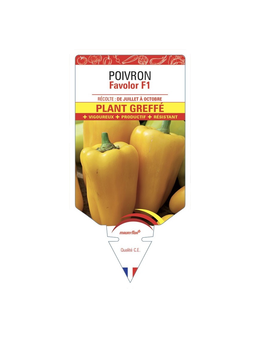 Poivron Favalor F1 Plant greffé
