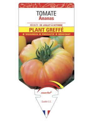 Tomate Ananas Plant greffé