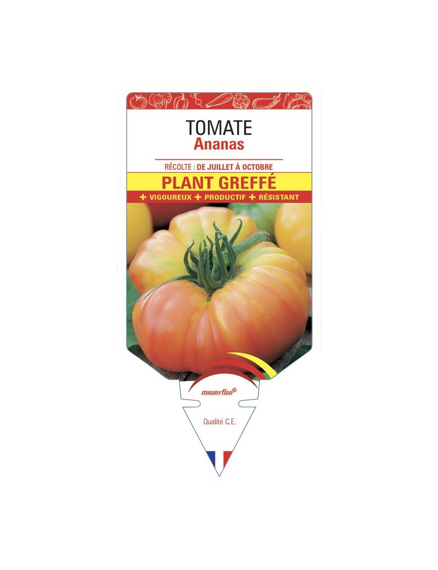Tomate Ananas Plant greffé