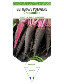 BETTERAVE CRAPAUDINE