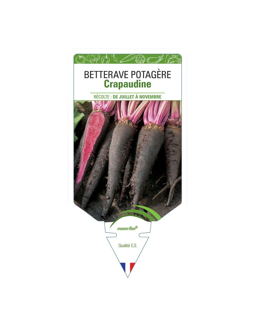 BETTERAVE CRAPAUDINE