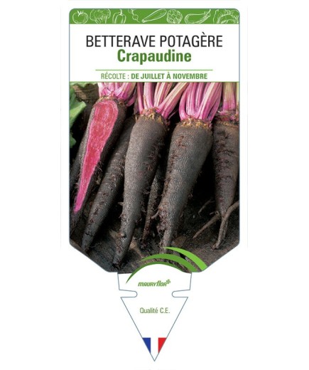BETTERAVE CRAPAUDINE