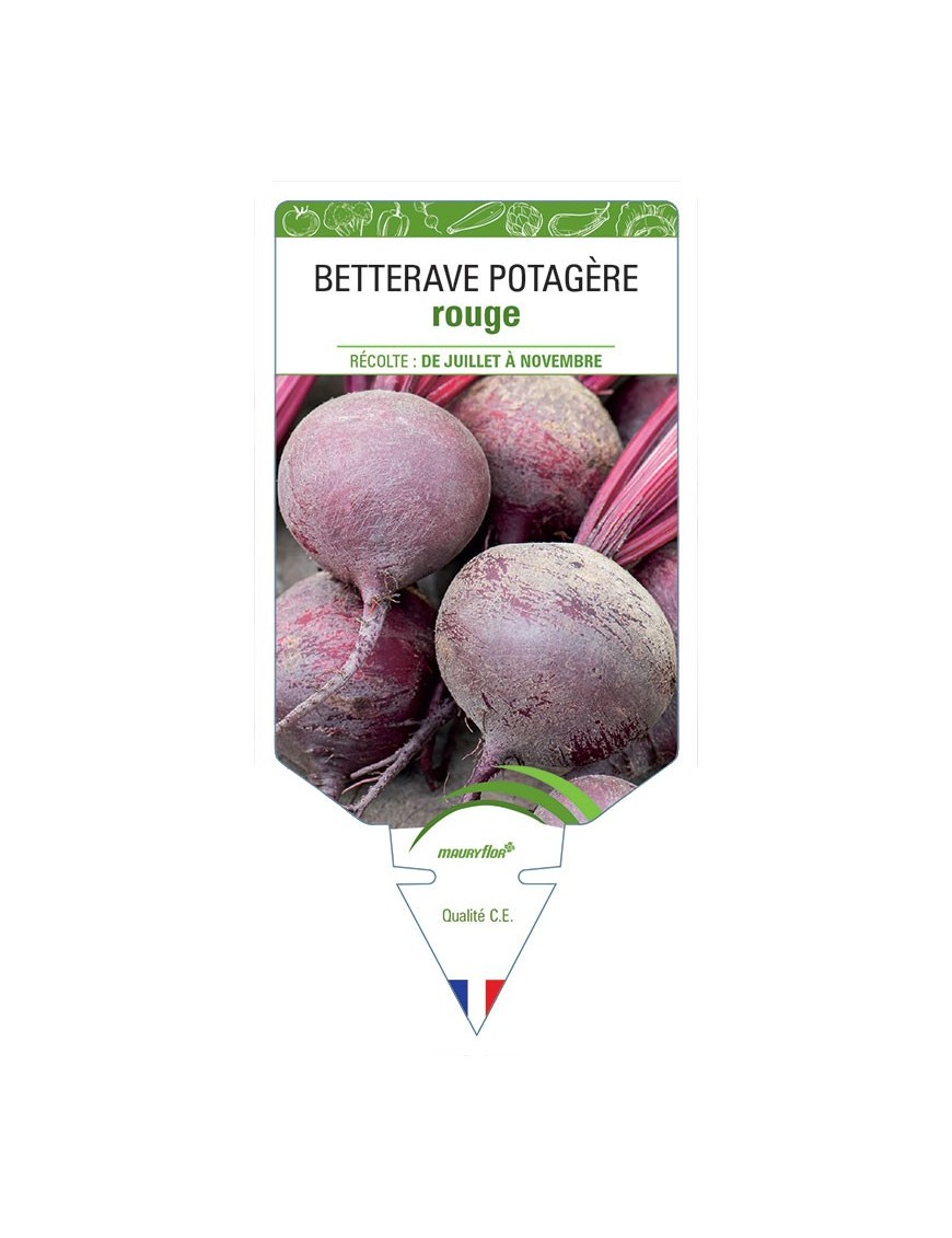 BETTERAVE ROUGE RONDE