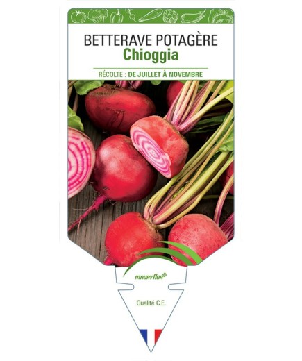 BETTERAVE POTAGÈRE CHIOGGIA