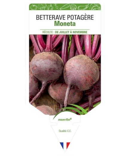 BETTERAVE POTAGÈRE MONETA