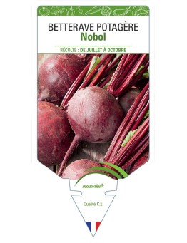 BETTERAVE POTAGÈRE NOBOL