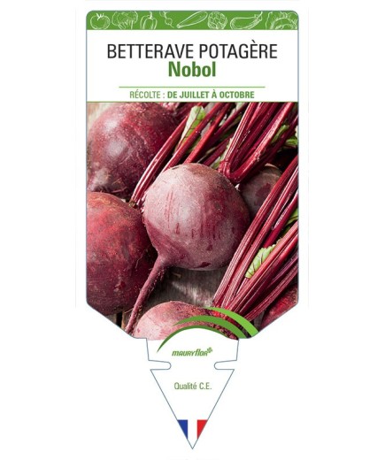 BETTERAVE POTAGÈRE NOBOL