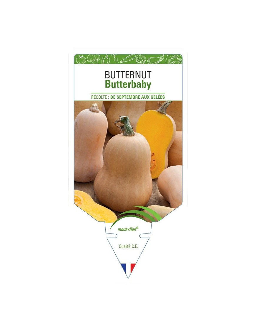BUTTERNUT BUTTERBABY