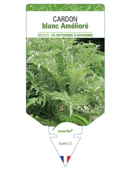 CARDON BLANC AMÉLIORÉ