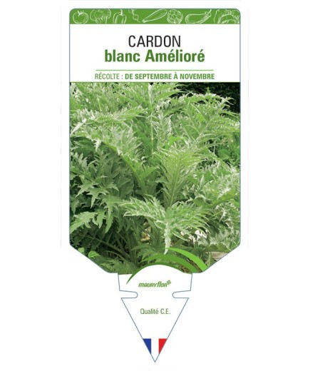 CARDON BLANC AMÉLIORÉ