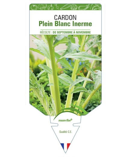 CARDON PLEIN BLANC INERME