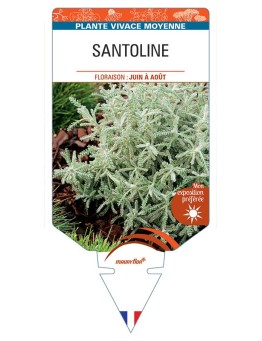 SANTOLINE (feuillage argenté) *
