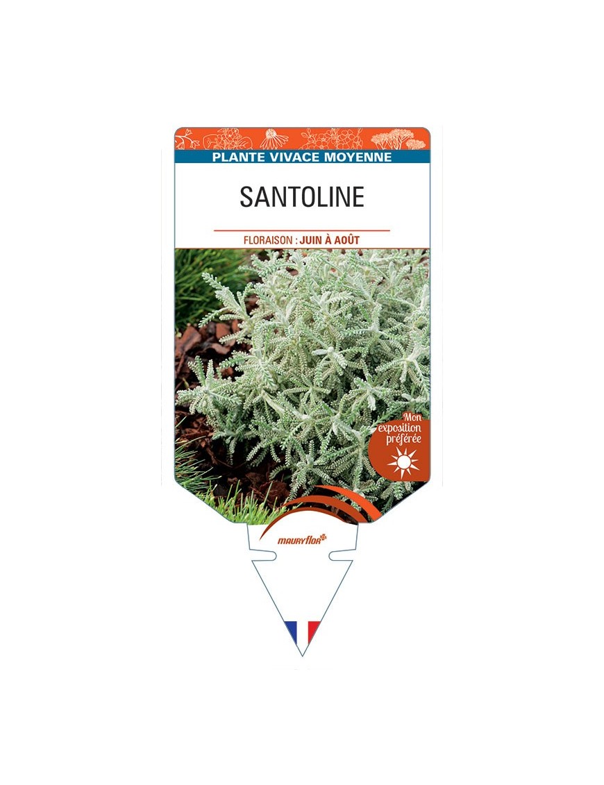 SANTOLINE (feuillage argenté) *