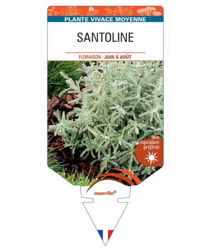 SANTOLINE (feuillage argenté) *