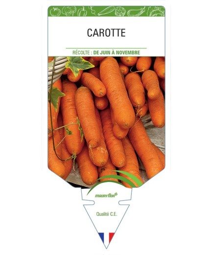 CAROTTE