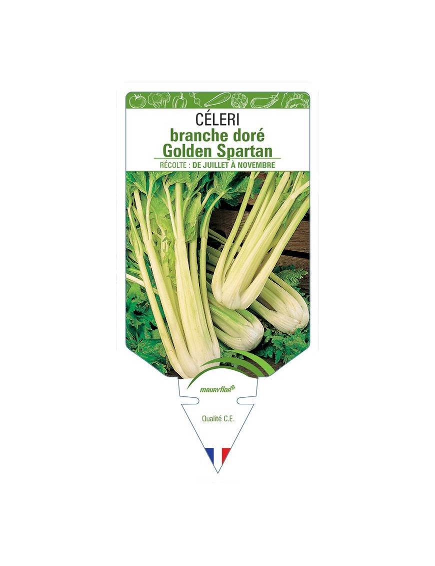 CÉLERI BRANCHE DORÉ GOLDEN SPARTAN