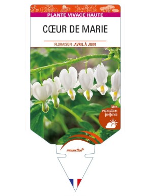 DICENTRA (spectabilis 'Alba') voir CŒUR DE MARIE