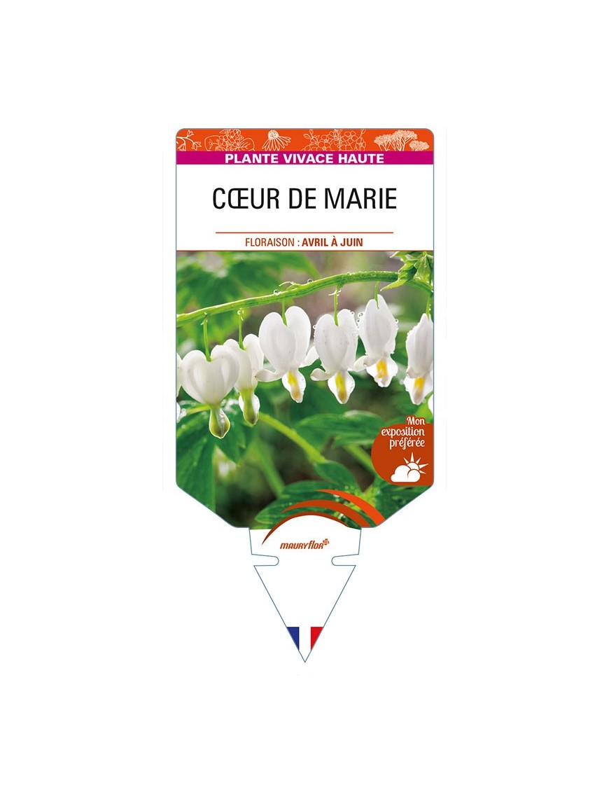 DICENTRA (spectabilis 'Alba') voir CŒUR DE MARIE