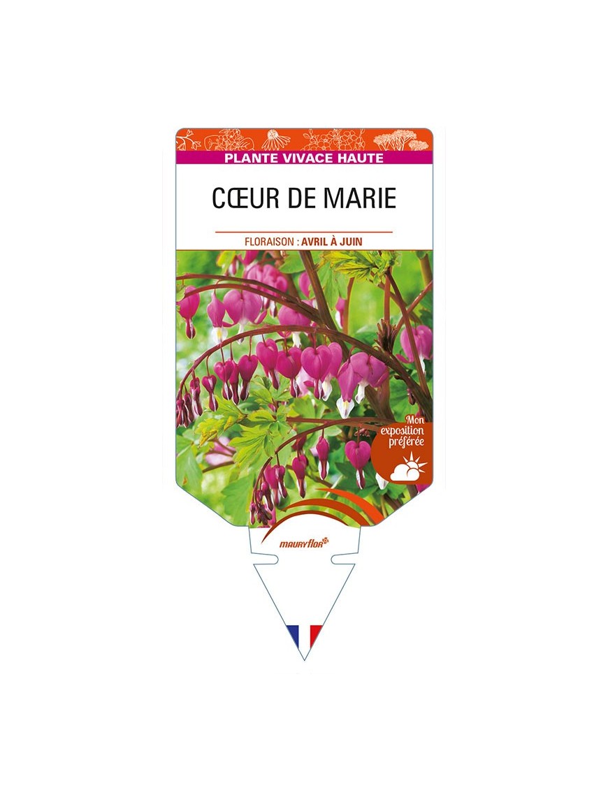 DICENTRA (spectabilis rose)  voir CŒUR DE MARIE