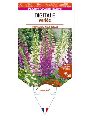 DIGITALIS purpurea voir DIGITALE variée