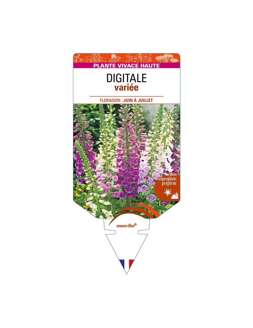 DIGITALIS purpurea voir DIGITALE variée
